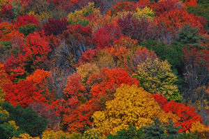 new-england-fall-colors-photo-by-chrisbastian44